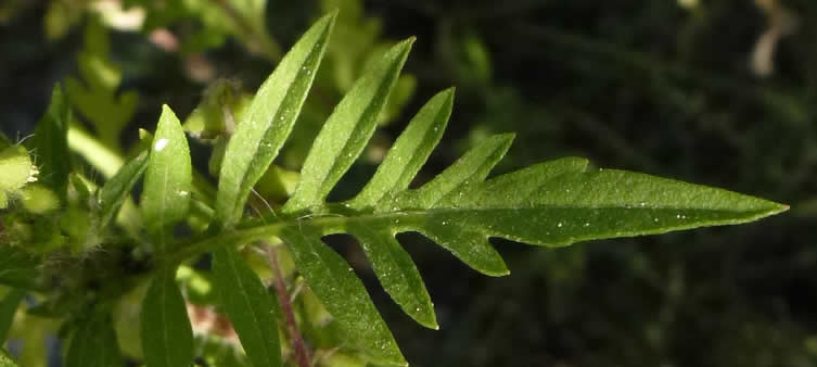 Ambrosia hooikoortsplant